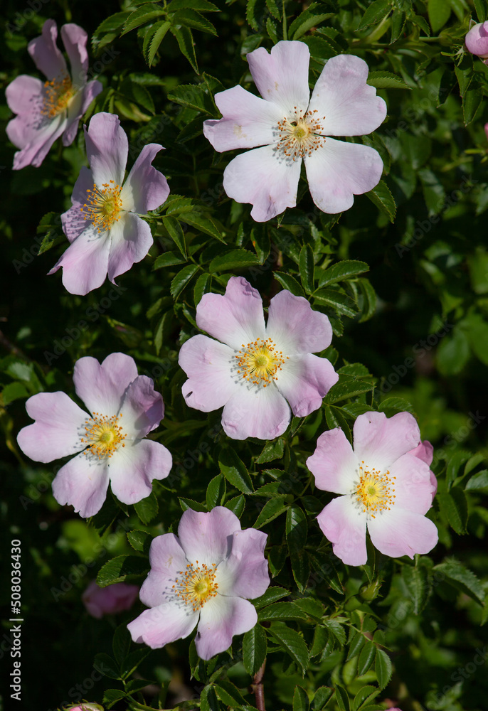 Fototapeta premium Hipshop, pink rose hip flowers. Wild rose bush.