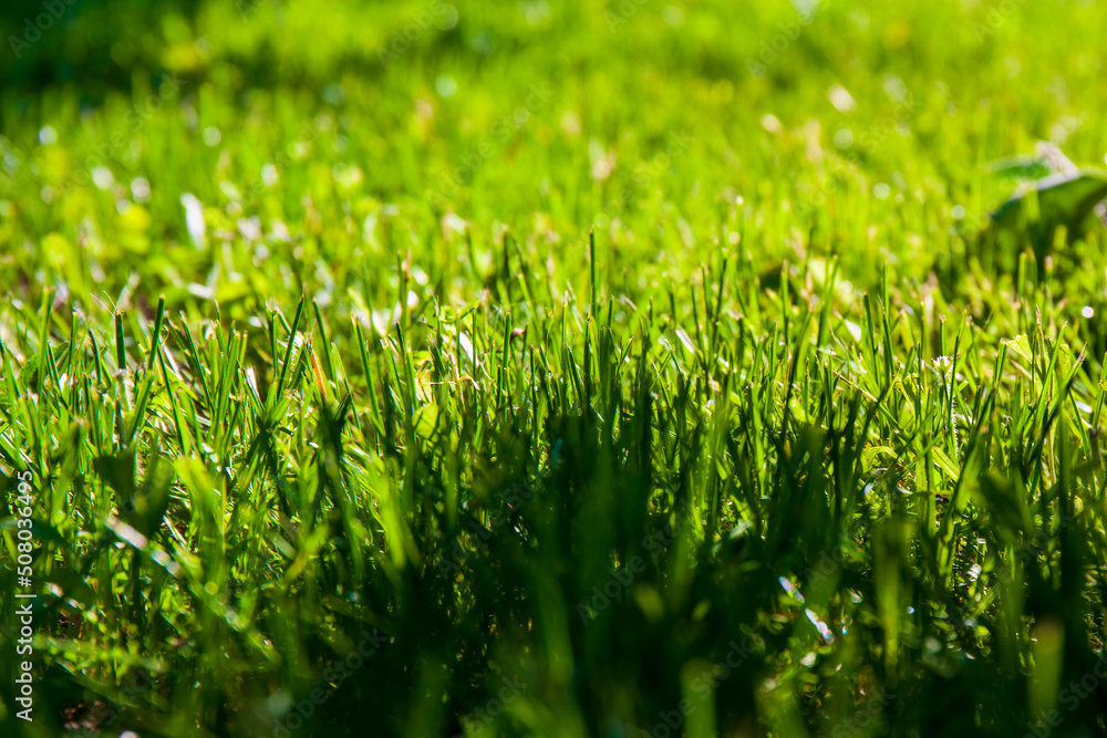 Green grass close-up on green background with selective focus Green grass close-up on green background with selective focus