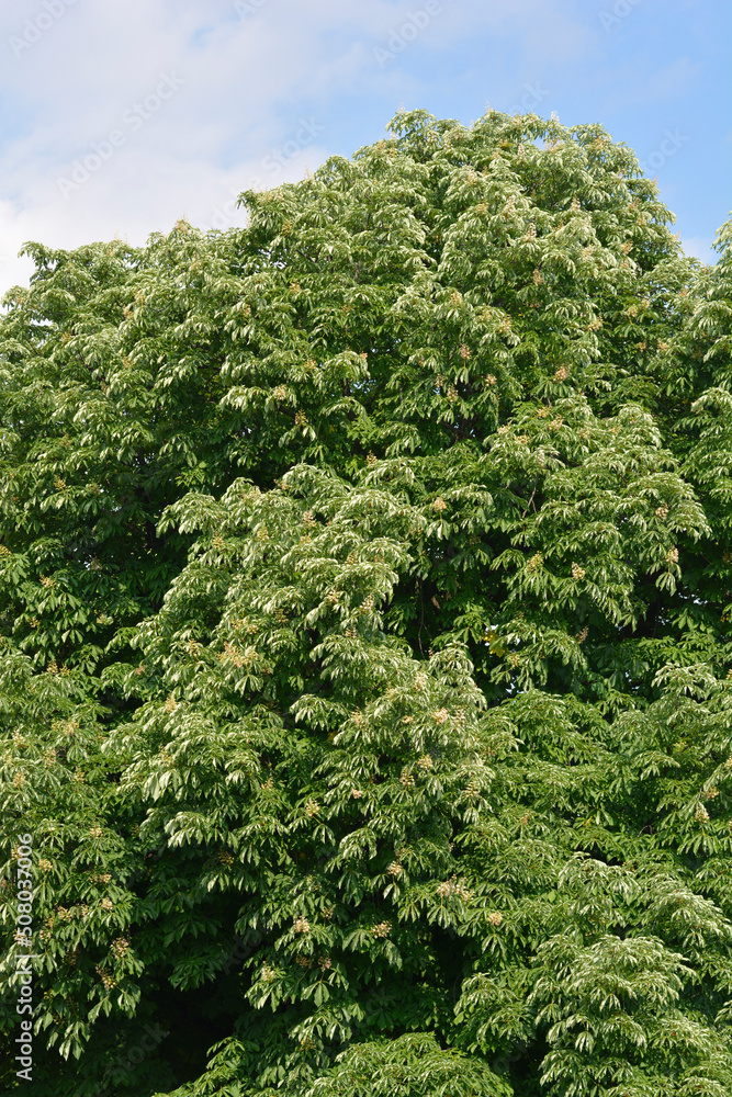 Common horse chestnut