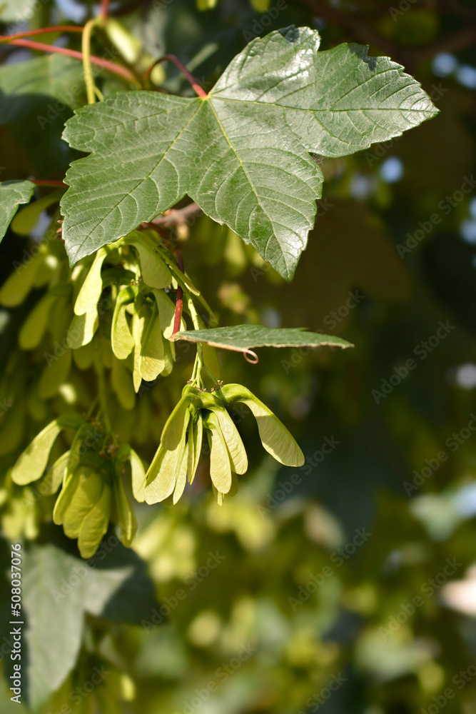 Common sycamore Common sycamore