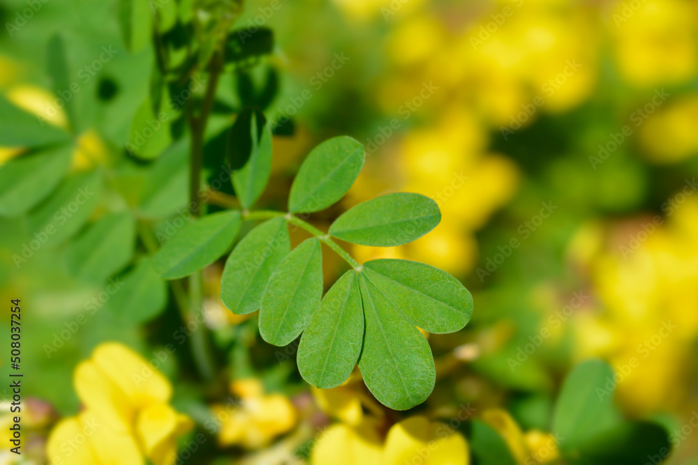 Obraz premium Vetch-like coronilla