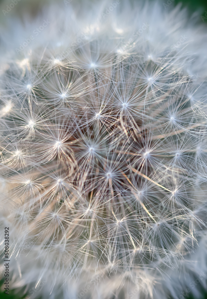 Dandelion, close-up