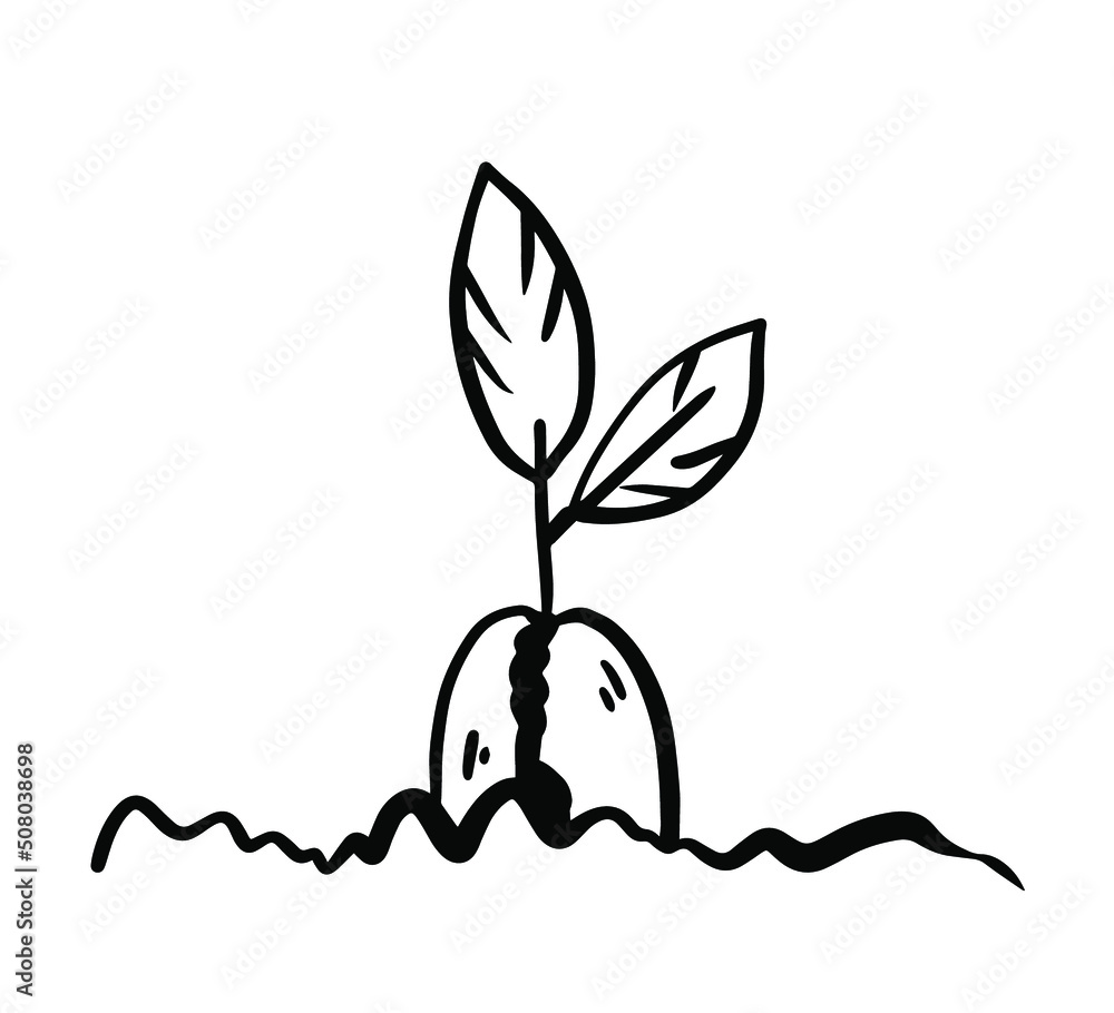 Coffee bean seed vector scribble doodle drawing in black and white freehand style plant in a fertilized organic soil Coffee bean seed vector scribble doodle drawing in black and white freehand style plant in a fertilized organic soil