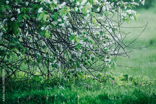 blooming bird cherry on a May day 2