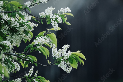 blooming bird cherry on a May day