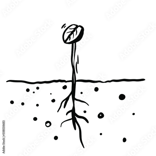 Coffee bean seed vector scribble doodle drawing in black and white freehand style plant in a fertilized organic soil