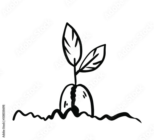 Coffee bean seed vector scribble doodle drawing in black and white freehand style plant in a fertilized organic soil