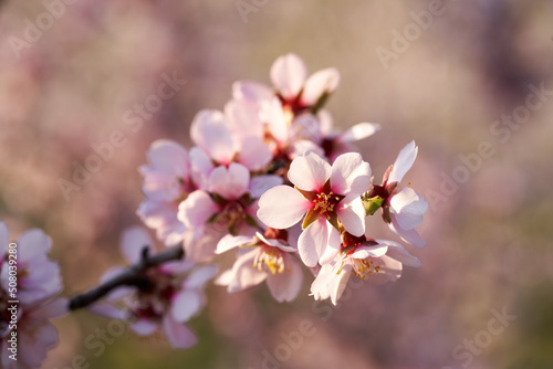 Almond trees in bloom in March