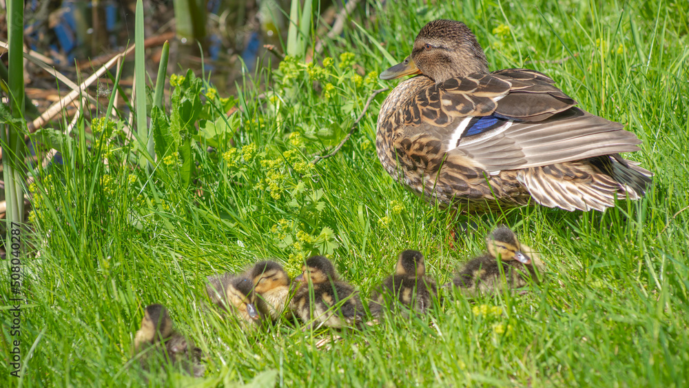 Little ducklings with mom duck in green grass. Breeding season in wild ducks. Duck with chicks.