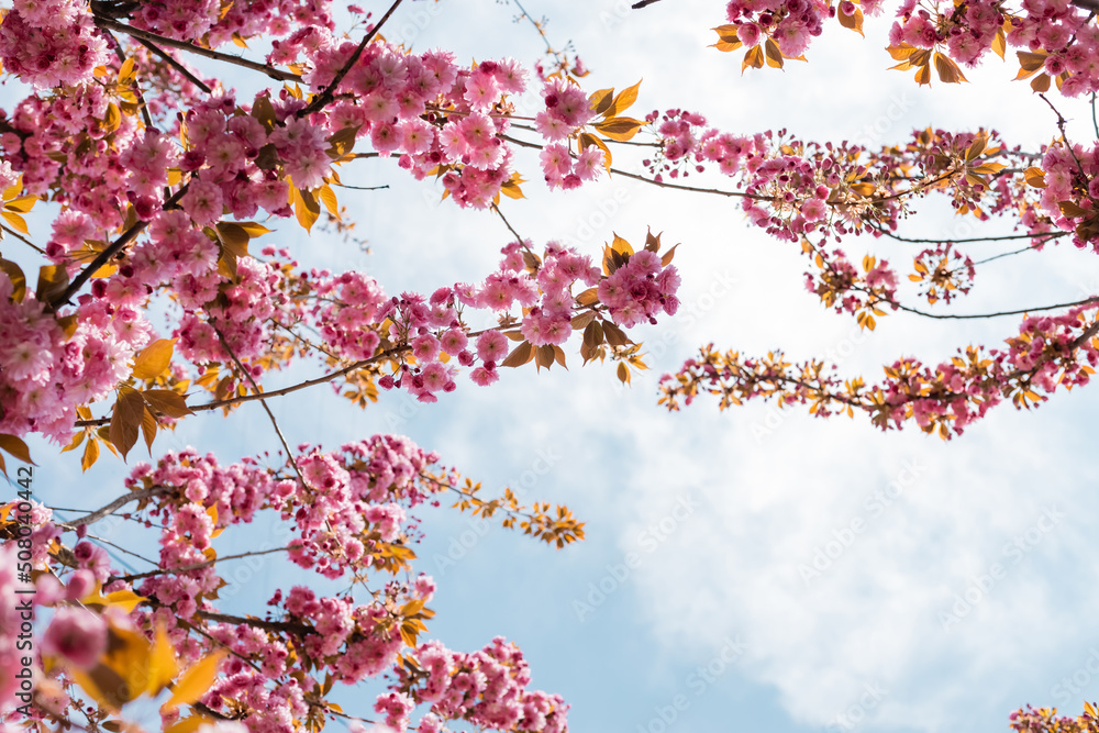 bottom view of blooming pink flowers on branches of cherry tree against sky.