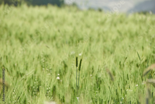 ears of wheat on a green field in late spring