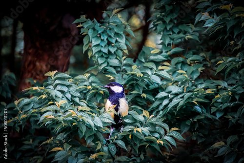 Blaumeise sitzt in Ulme photo