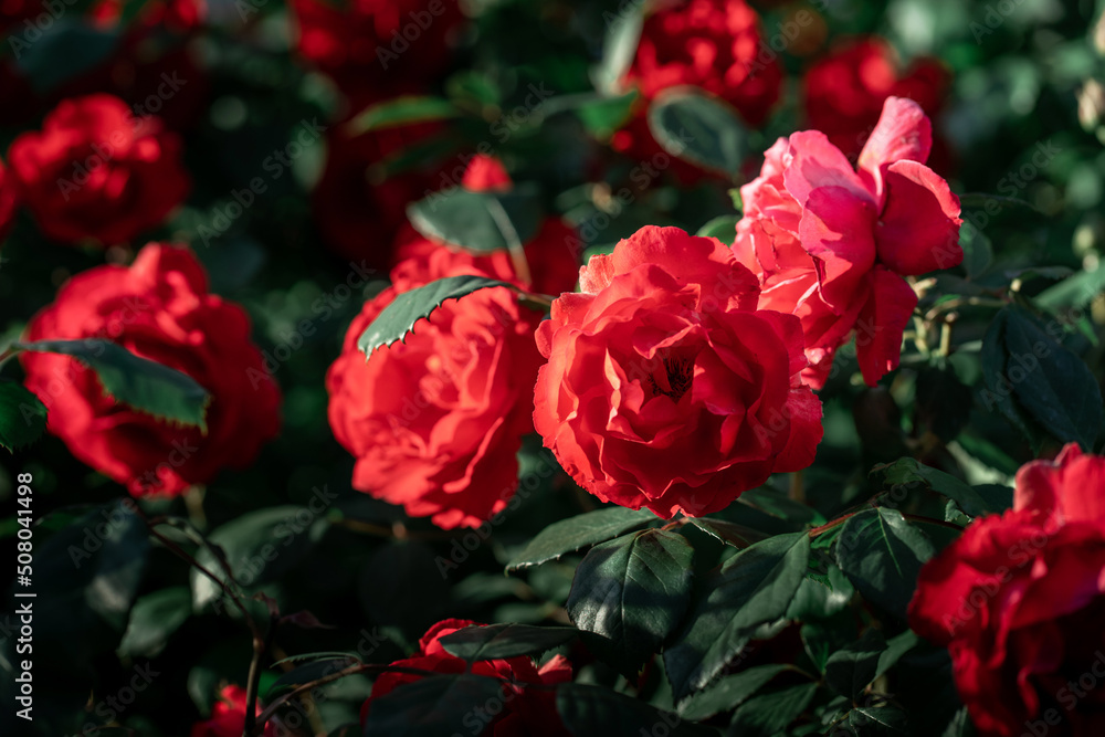 Blur background of beautiful bush of red roses flowers for your design project. Beautiful floral background. Blur background of beautiful bush of red roses flowers for your design project. Beautiful floral background.