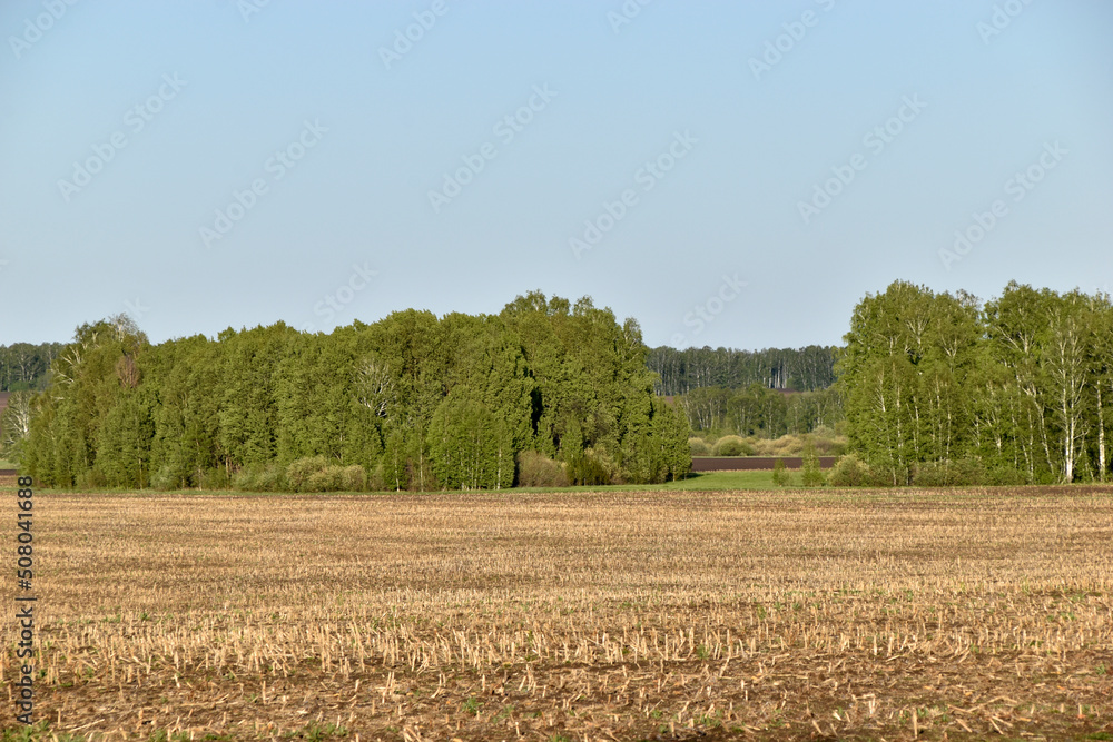 Agricultural field and forest against the sky