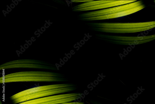 Arecaceae é uma família de plantas com flor monocotiledóneas da ordem Arecales, também conhecida pelo nome obsoleto de Palmae, que inclui as espécies conhecidas pelo nome comum de palmeiras. photo