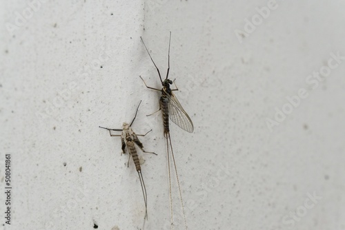 Ephemeroptera and the skin on the wall of the house. Slovakia photo