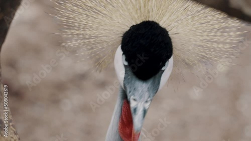 Very distinctive close-up look of crested crane, curious behaviour photo