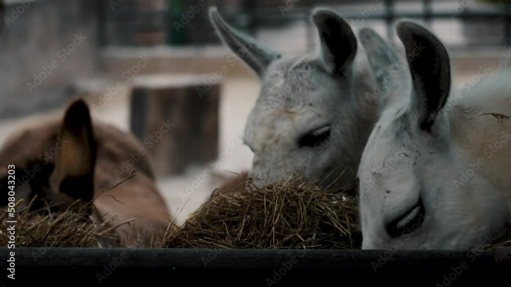 Domesticated llamas feeding together on hay; close-up shot

