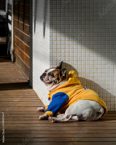 english bulldog puppy