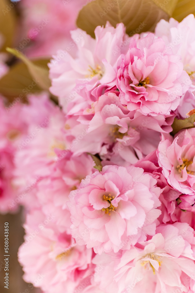 macro photo of pink flowers of blossoming cherry tree. macro photo of pink flowers of blossoming cherry tree.