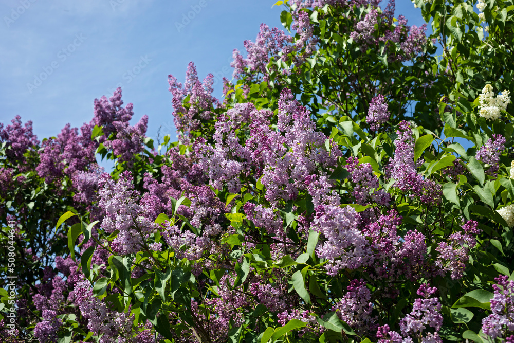 lilac flowers in the spring garden