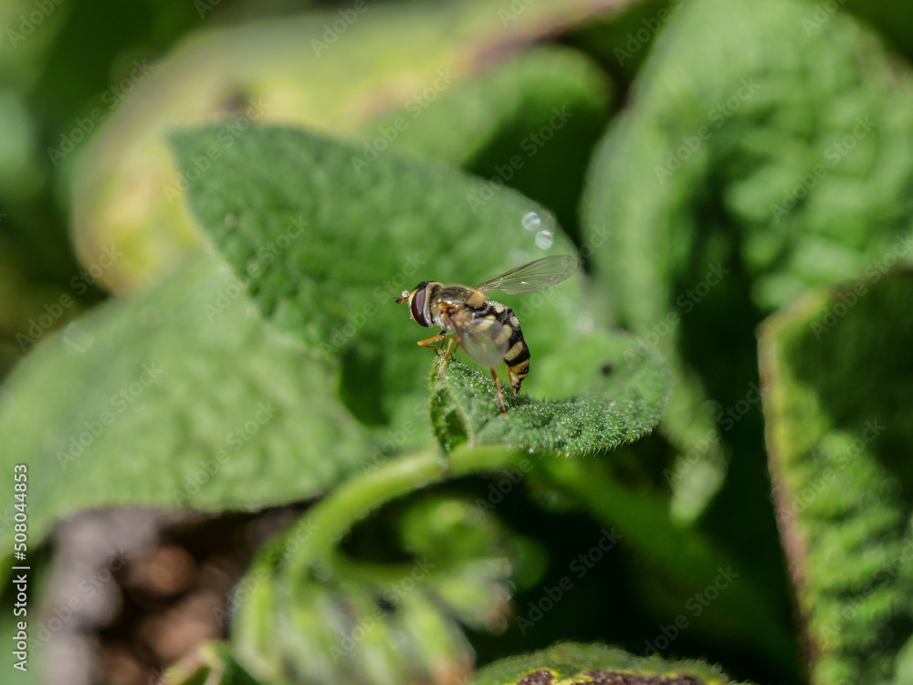 Syrphidae sirfidos insecto como avispa Syrphidae sirfidos insecto como avispa