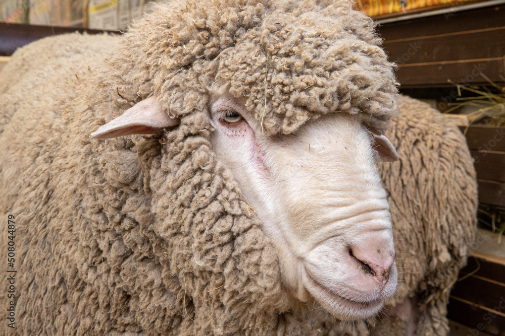 Saxon Merino Rams. Saxon wool is the highest quality superfine wool in the world Saxon Merino Rams. Saxon wool is the highest quality superfine wool in the world