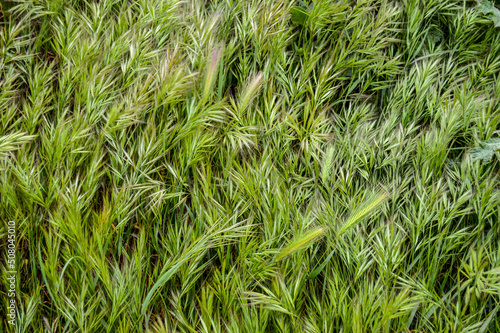 Textura de trigo verde