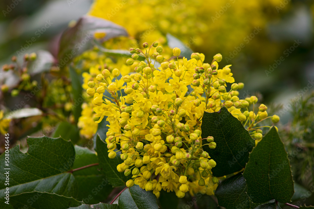yellow flowers on a green background, Blooming Mahonia aquifolium yellow flowers on a green background, Blooming Mahonia aquifolium