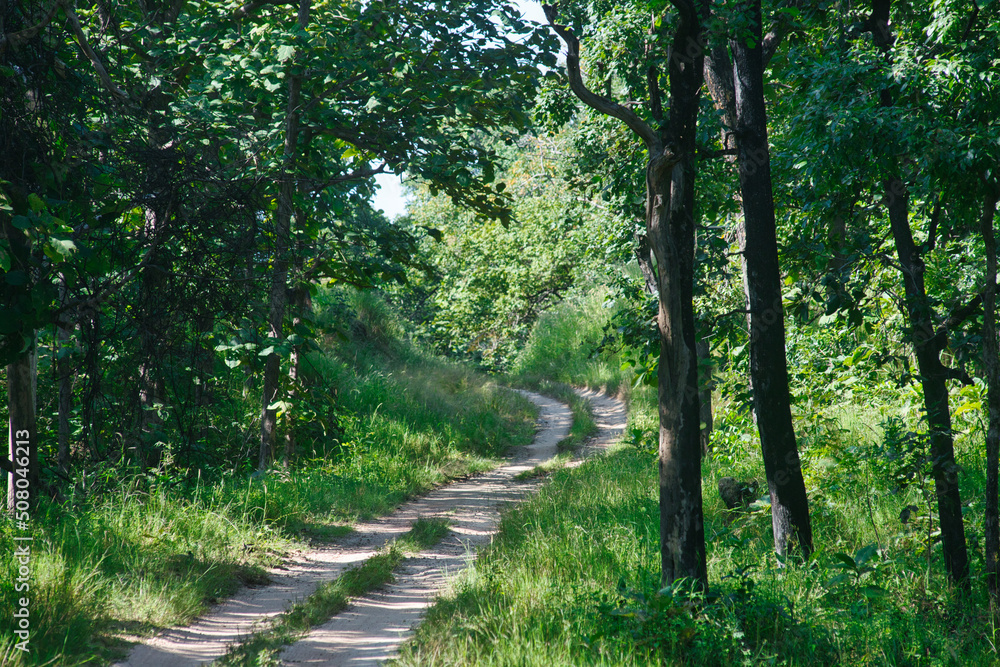 Fototapeta premium A path in a tropical forest in a national park in South Asia
