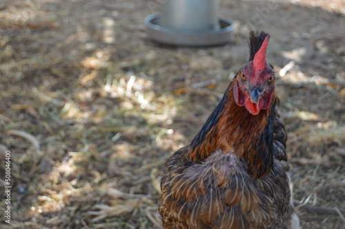 gallina gallinas campo enfadada gallo enfado rural animal  