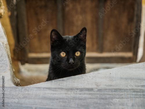gato mirar negro ojos misterio animal  