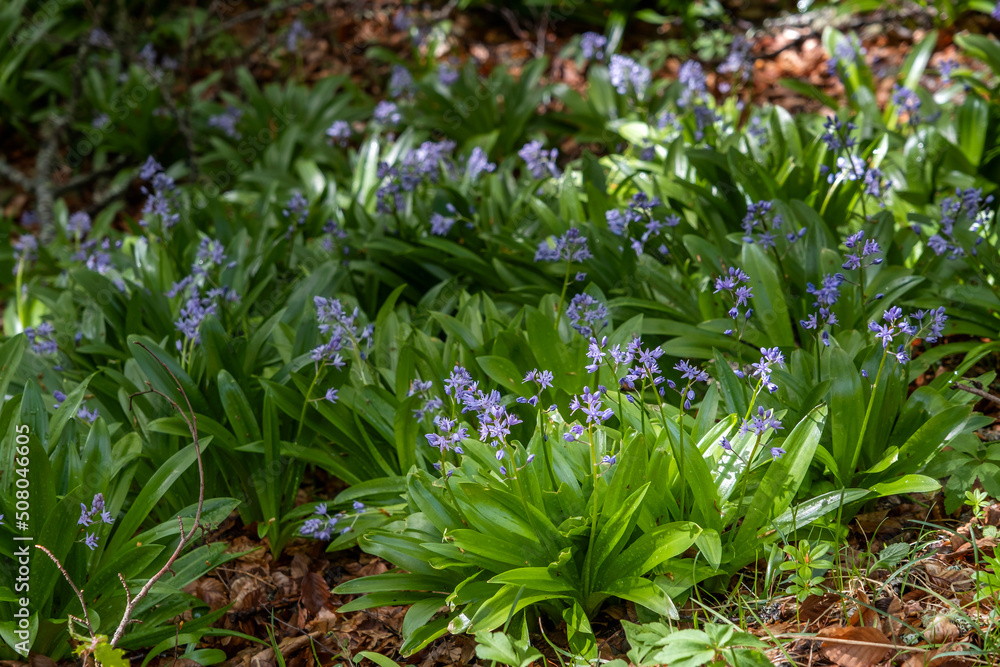 Pyrenean squill purple flowers