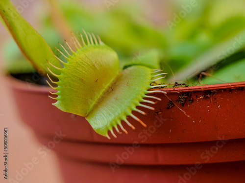 Photo planta carnivora Venus atrapamoscas insectivora