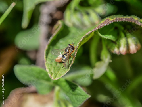 Syrphidae sirfidos animal insecto   © Nebular