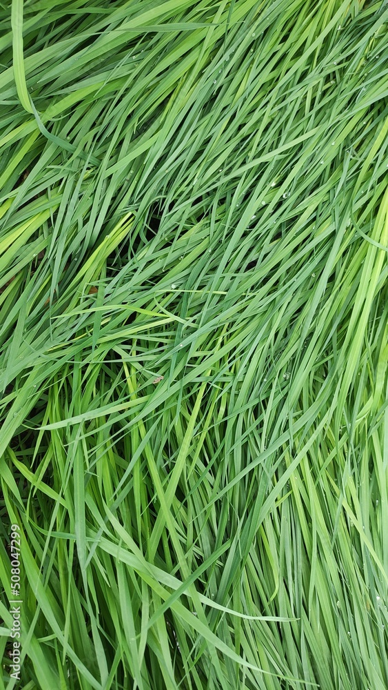 Close-up image of spring green grass Close-up image of spring green grass