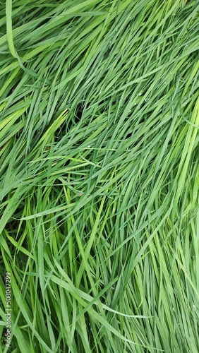 Close-up image of spring green grass