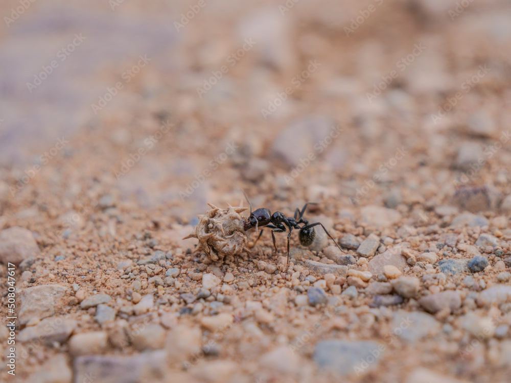 detalle hormiga coger pinchos peligro fuerte  