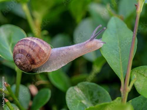 caracol snail salta animal   photo