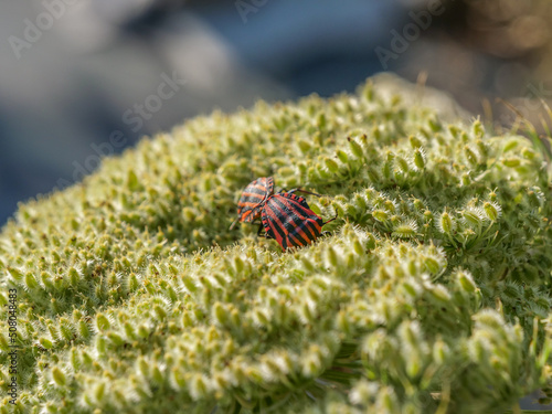 aparear luz sol Chinche rojo de las coles insecto  