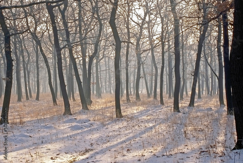 Winter forest © Julius Fekete