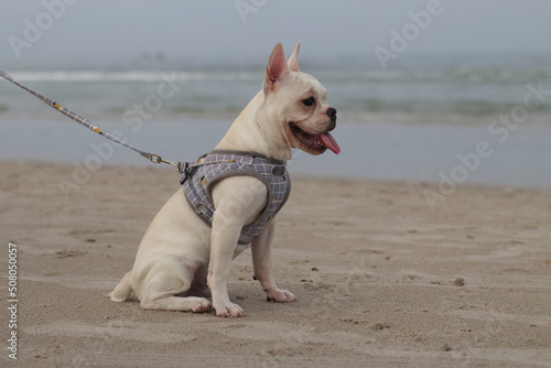 Young white French Bulldog sitting on the beach. © bzjpan