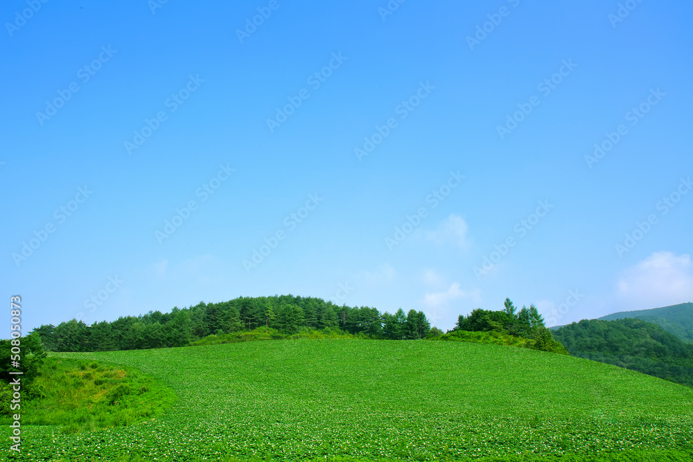 Obraz premium 감자밭