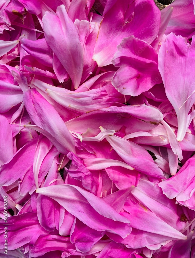pink petals lying scattered on the floor