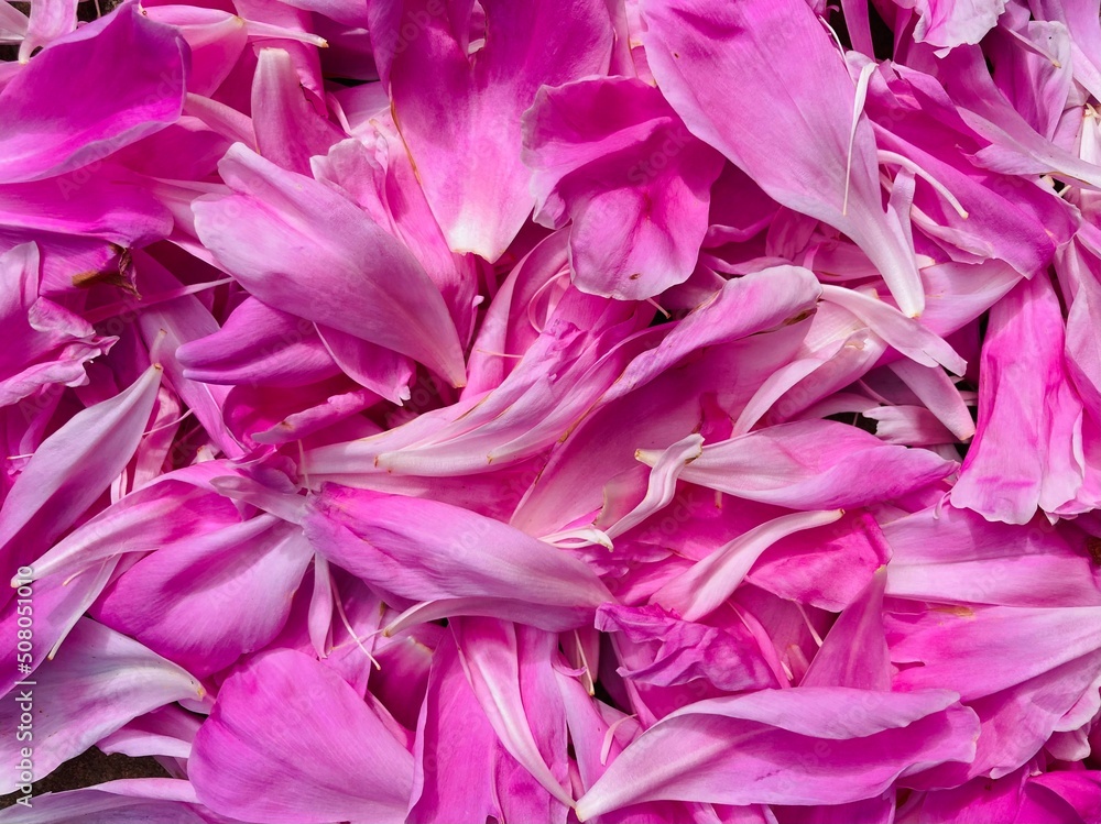 Fototapeta pink petals lying scattered on the floor