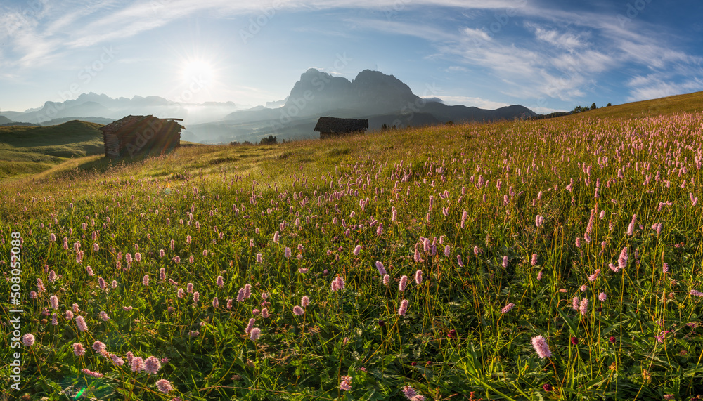 Flowers at Alpe di Siusi in the Italian Dolomites mountains