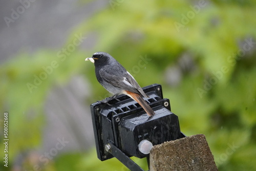 Black Redstart male with food for offspring in beak. (Phoenicurus ochruros) Turdidae family. Gundelshausen, Germany.