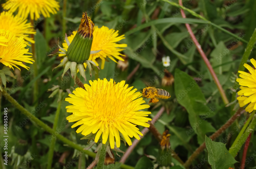 A honey bee collects nectar and pollen from yellow dandelion flowers. Pollination of plants. A yellow dandelion in a meadow pollinated by a bee. A honey bee collects nectar and pollen from yellow dandelion flowers. Pollination of plants. A yellow dandelion in a meadow pollinated by a bee.
