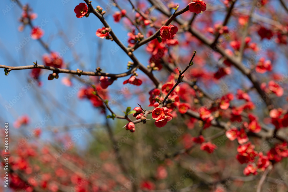 Flowering guince or chaenomeles japonica bush at the spring. Natural impressionism. red flowers on a branch on a blurry background, spring and summer background Flowering guince or chaenomeles japonica bush at the spring. Natural impressionism. red flowers on a branch on a blurry background, spring and summer background
