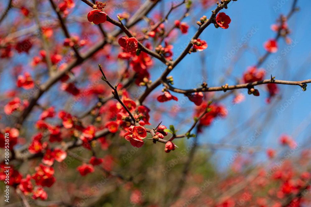 Closeup of flowering of Japanese quince or Chaenomeles japonica tree red flowers on a branch on a blurry background, spring and summer background Closeup of flowering of Japanese quince or Chaenomeles japonica tree red flowers on a branch on a blurry background, spring and summer background
